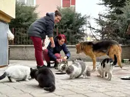 Çankırı'da Sahipsiz Kedilere Yuva Olan Apartman