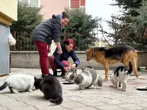 Çankırı'da Sahipsiz Kedilere Yuva Olan Apartman