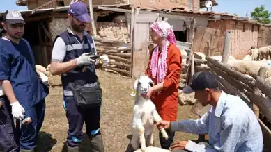Aşısız Hayvanlar Çiftçileri Zarara Uğratıyor