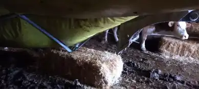 Kar Yağışı Hayvan Çadırını Yıkttı!